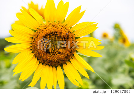ミツバチ飛び交うヒマワリ畑 ミツバチ飛び交うヒマワリ畑 129087893