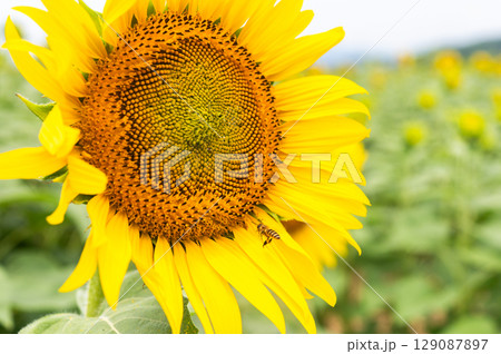ミツバチ飛び交うヒマワリ畑 129087897