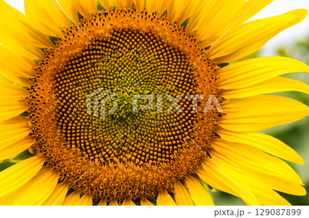 ミツバチ飛び交うヒマワリ畑 129087899