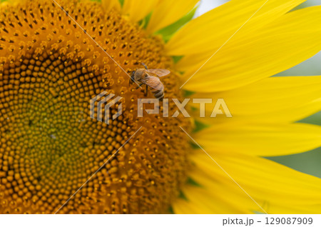 ミツバチ飛び交うヒマワリ畑 129087909
