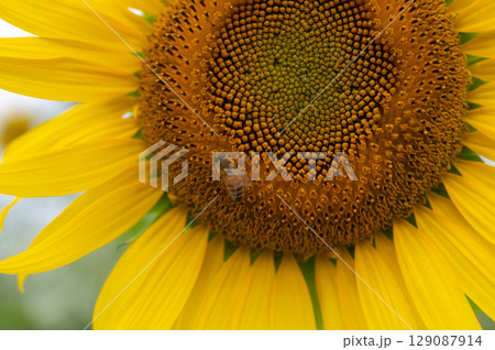 ミツバチ飛び交うヒマワリ畑 129087914