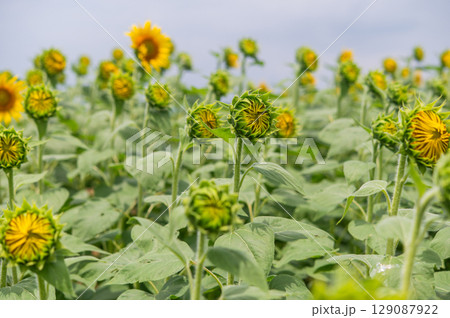 ミツバチ飛び交うヒマワリ畑 ミツバチ飛び交うヒマワリ畑 129087922