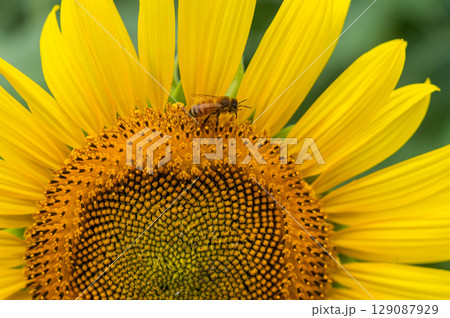 ミツバチ飛び交うヒマワリ畑 129087929