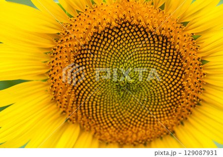 ミツバチ飛び交うヒマワリ畑 129087931