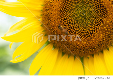 ミツバチ飛び交うヒマワリ畑 129087938