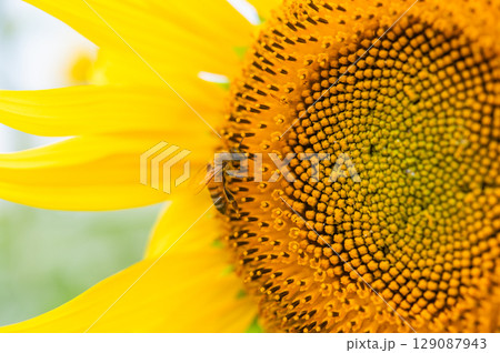ミツバチ飛び交うヒマワリ畑 129087943