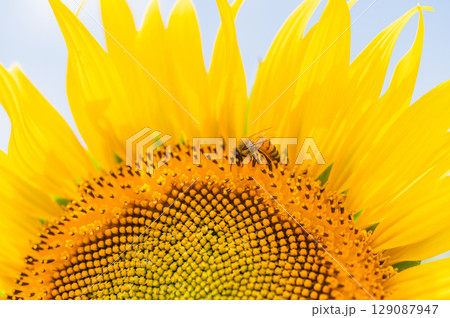 ミツバチ飛び交うヒマワリ畑 ミツバチ飛び交うヒマワリ畑 129087947