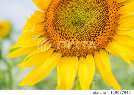 ミツバチ飛び交うヒマワリ畑 ミツバチ飛び交うヒマワリ畑 129087949