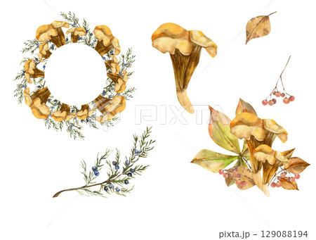 Orange Chantarelle mushroom watercolor autumn set. Hand drawn fall season collection with wreath template, compositions with leaves and juniper branch clipart for seasonal packing,wallpaper design Orange Chantarelle mushroom watercolor autumn set. Hand drawn fall season collection with wreath template, compositions with leaves and juniper branch clipart for seasonal packing,wallpaper design 129088194