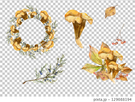 Orange Chantarelle mushroom watercolor autumn set. Hand drawn fall season collection with wreath template, compositions with leaves and juniper branch clipart for seasonal packing,wallpaper design Orange Chantarelle mushroom watercolor autumn set. Hand drawn fall season collection with wreath template, compositions with leaves and juniper branch clipart for seasonal packing,wallpaper design 129088194