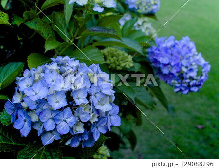 梅雨の晴れ間に咲く青い紫陽花が綺麗な風景 梅雨の晴れ間に咲く青い紫陽花が綺麗な風景 129088296