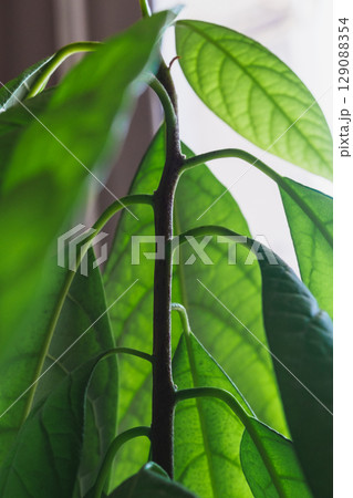 Close-up of vibrant green avocado tree leaves covered with morning dew. Close-up of vibrant green avocado tree leaves covered with morning dew. 129088354