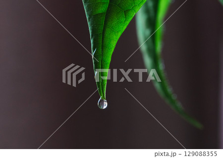 Close-up of vibrant green avocado tree leaves covered with morning dew. 129088355