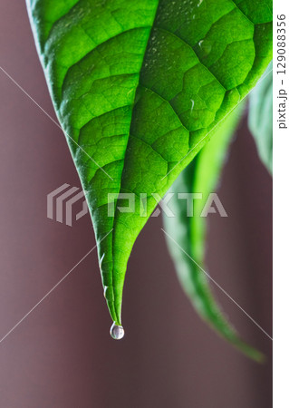 Close-up of vibrant green avocado tree leaves covered with morning dew. Close-up of vibrant green avocado tree leaves covered with morning dew. 129088356