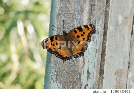 Still Beauty in Flight 129088491