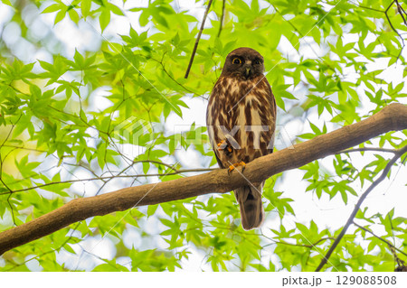 森の中のアオバズク 森の中のアオバズク 129088508