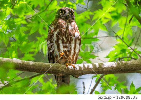 森の中のアオバズク 森の中のアオバズク 129088535