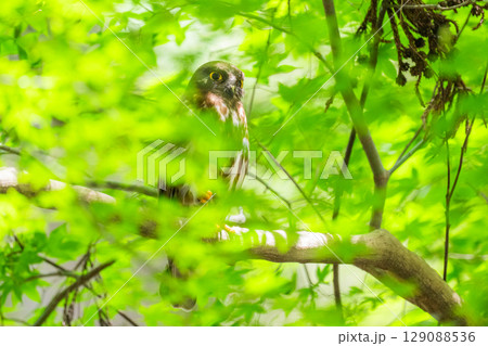 森の中のアオバズク 129088536