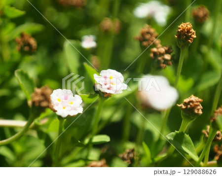 小さくて美しいクラピアの花とミツバチ 小さくて美しいクラピアの花とミツバチ 129088626