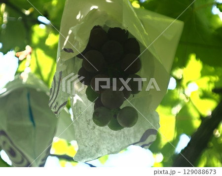 ぶどうの木に実ったぶどう　袋を破かれ鳥害 129088673