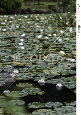水面に咲く白い睡蓮の花と緑の葉のクローズアップ(岐阜県美濃加茂市みのかも健康の森) 水面に咲く白い睡蓮の花と緑の葉のクローズアップ(岐阜県美濃加茂市みのかも健康の森) 129088752