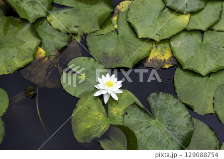 水面に咲く白い睡蓮の花と緑の葉のクローズアップ(岐阜県美濃加茂市みのかも健康の森) 水面に咲く白い睡蓮の花と緑の葉のクローズアップ(岐阜県美濃加茂市みのかも健康の森) 129088754