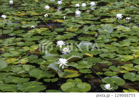 水面に咲く白い睡蓮の花と緑の葉のクローズアップ（岐阜県美濃加茂市みのかも健康の森） 129088755
