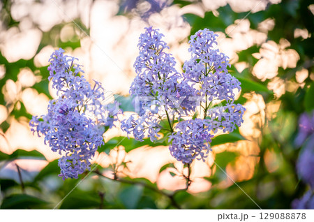 Close-up of a purple lilac (Syringa vulgaris) flower in full bloom, softly illuminated by the warm light of the setting sun, creating a peaceful and romantic spring atmosphere Close-up of a purple lilac (Syringa vulgaris) flower in full bloom, softly illuminated by the warm light of the setting sun, creating a peaceful and romantic spring atmosphere 129088878