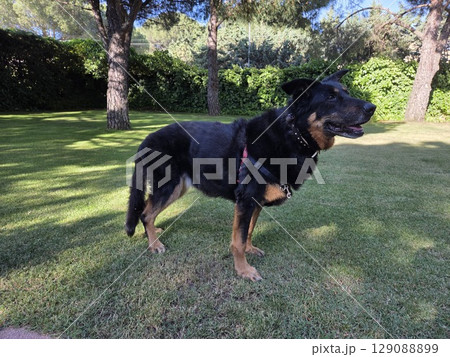 Black dog standing on green grass in sunny park 129088899