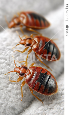 Three bedbugs crawling on fabric, showcasing their reddish brown bodies and segmented abdomens 129089133