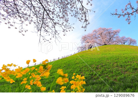 丸墓山古墳の桜(さきたま古墳公園) 丸墓山古墳の桜(さきたま古墳公園) 129089676