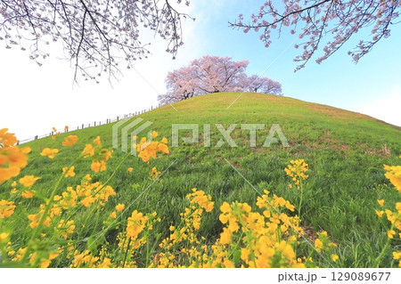 丸墓山古墳の桜（さきたま古墳公園） 129089677