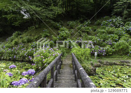 初夏の紫陽花と木製橋が美しいみのかも健康の森の自然風景 初夏の紫陽花と木製橋が美しいみのかも健康の森の自然風景 129089771