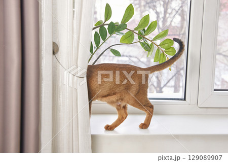 Curious brown cat exploring window ledge behind sheer curtain with green plant 129089907
