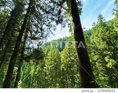 青空に映える木々 青空に映える木々 129089935