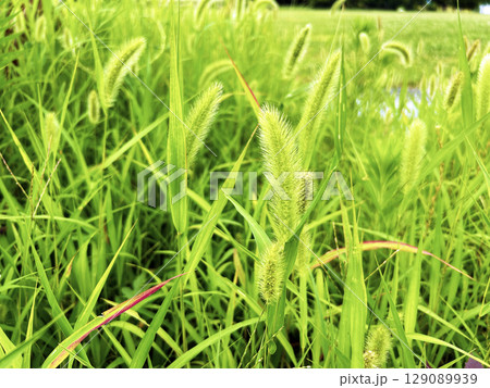 色鮮やかなエノコログサ 色鮮やかなエノコログサ 129089939