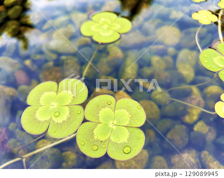 水面に浮くウォータークローバー 水面に浮くウォータークローバー 129089945