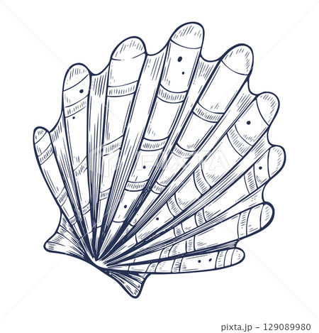Vector illustration of outline shell with hand drawn engraving lines. Etched drawing of Seashell in vintage engraving for nautical design. Linear sketch of Scallop for coastal decoration. Vector illustration of outline shell with hand drawn engraving lines. Etched drawing of Seashell in vintage engraving for nautical design. Linear sketch of Scallop for coastal decoration. 129089980