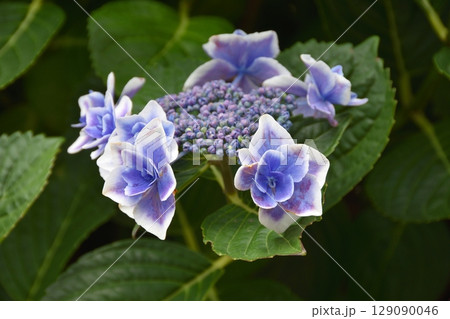 天空の農園の紫陽花 129090046