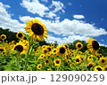 夏の風景　青い空とひまわり畑 129090259