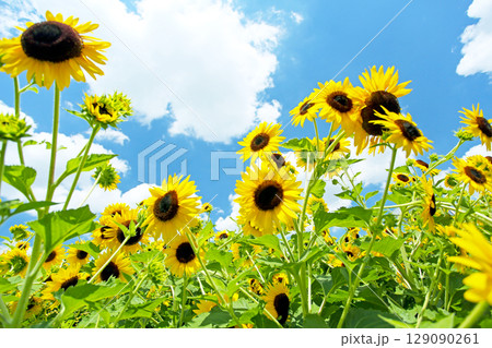 夏の風景 青い空とひまわり畑 夏の風景 青い空とひまわり畑 129090261