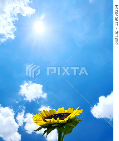 夏の風景 青い空とひまわり畑 夏の風景 青い空とひまわり畑 129090264