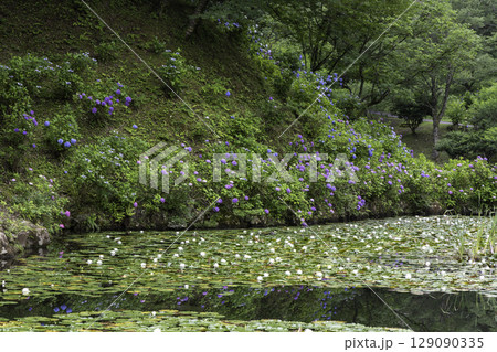 白いスイレンが咲く池と紫陽花に囲まれたみのかも健康の森の自然風景 白いスイレンが咲く池と紫陽花に囲まれたみのかも健康の森の自然風景 129090335