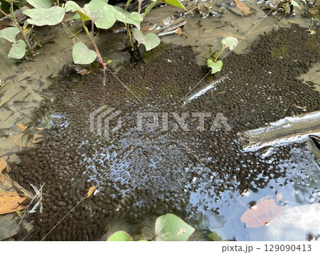 山の水たまりにいた大量のオタマジャクシ 129090413