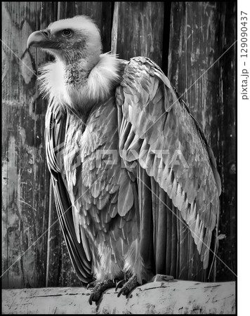 Majestic Griffon Vulture Portrait in Black and White 129090437