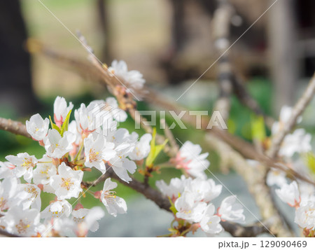 桜の枯木のマクロ写真 桜の枯木のマクロ写真 129090469