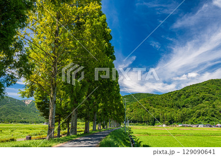 高島市マキノ町知内川沿いのメタセコイア並木　滋賀県 129090641