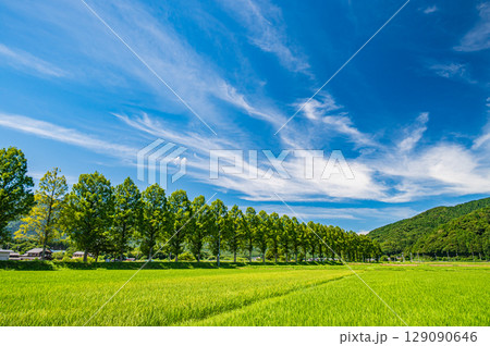 高島市マキノ町知内川沿いのメタセコイア並木 滋賀県 高島市マキノ町知内川沿いのメタセコイア並木 滋賀県 129090646