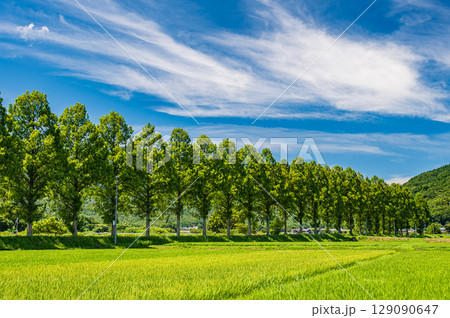 高島市マキノ町知内川沿いのメタセコイア並木 滋賀県 高島市マキノ町知内川沿いのメタセコイア並木 滋賀県 129090647