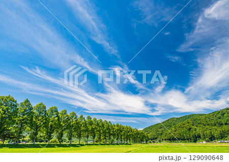 高島市マキノ町知内川沿いのメタセコイア並木　滋賀県 129090648